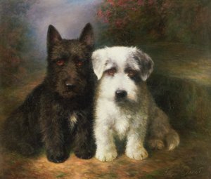 Un Terrier Scozzese e un Terrier Sealyham